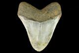 Fossil Megalodon Tooth - North Carolina #124676-2
